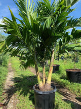 Christmas Palm (Veitchia Merrillii) - Imported