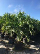 Christmas Palm (Veitchia Merrillii) - Imported