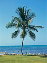 Green Malayan Coconut Palm - (Cocos Nucifera) - Imported