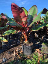 Red Abyssinian Banana (Ensete Ventricosum Maurelli)