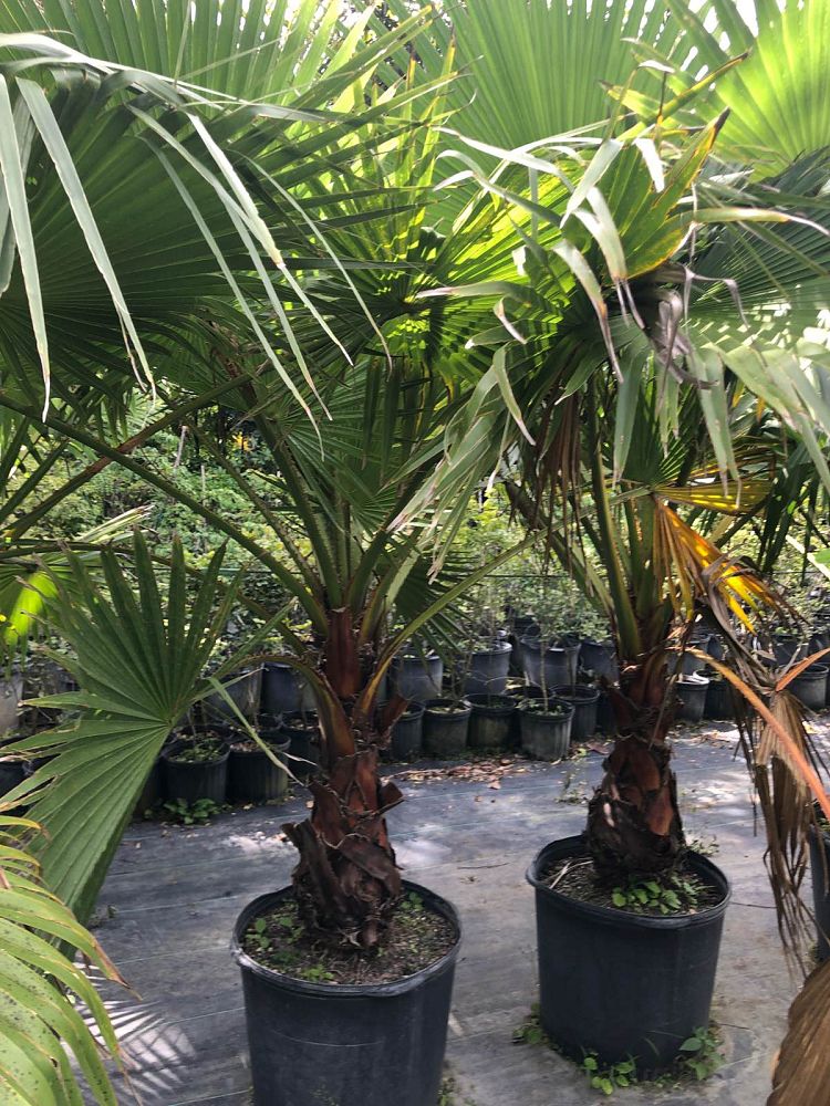 California Fan Palm (Washingtonia Filifera) - Imported