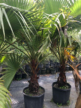 California Fan Palm (Washingtonia Filifera) - Imported