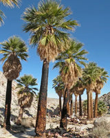 California Fan Palm (Washingtonia Filifera) - Imported