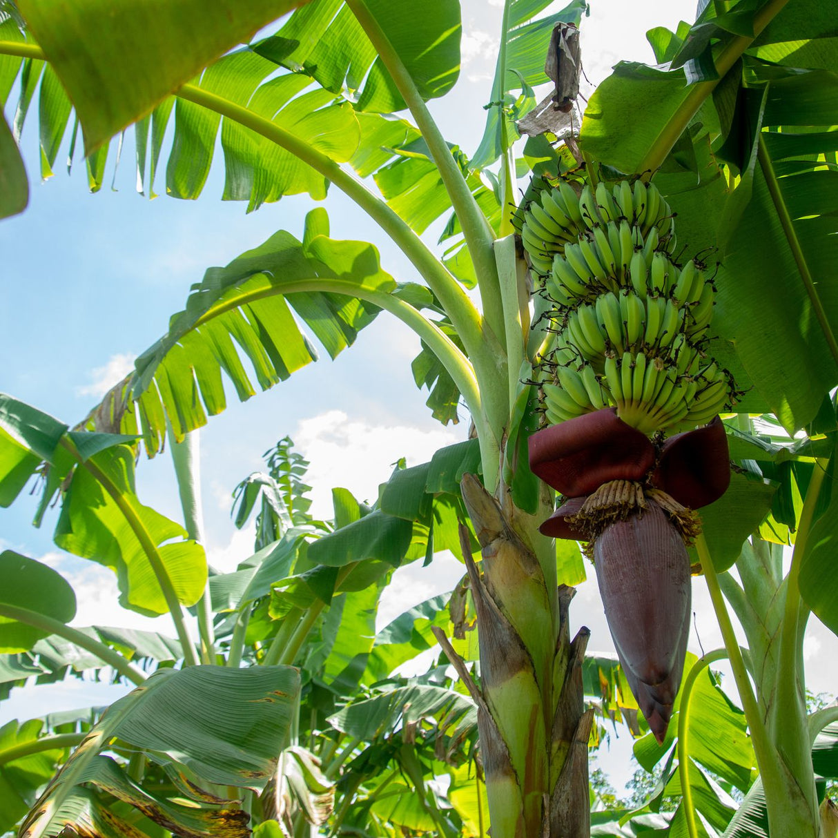 Lacatan Banana (Musa Acuminata x Musa Balbisiana 'Lacatan') - Imported ...