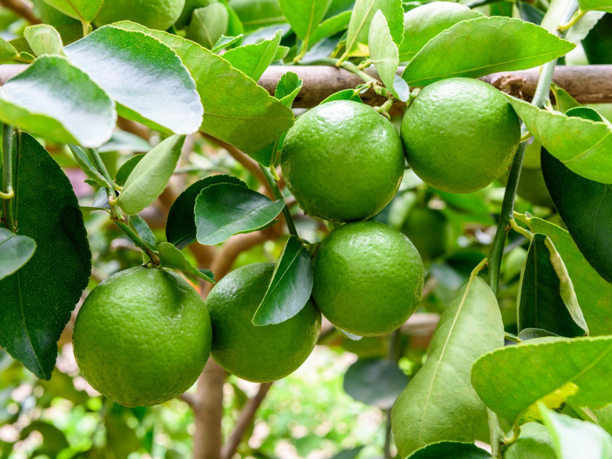 Grafted Key Lime (Citrus Aurantiifolia 'Key Lime')