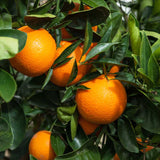 Grafted Navel Orange (Citrus Sinensis 'Navel')