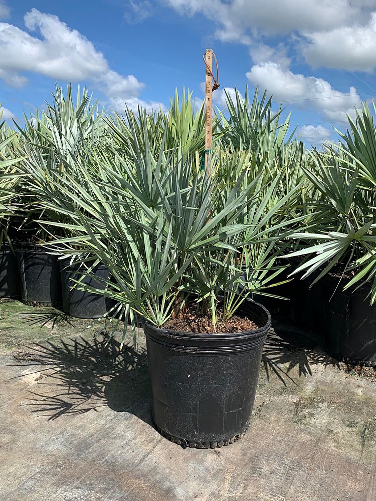 Silver Saw Palmetto (Serenoa Repens 'Cinerea') - Imported