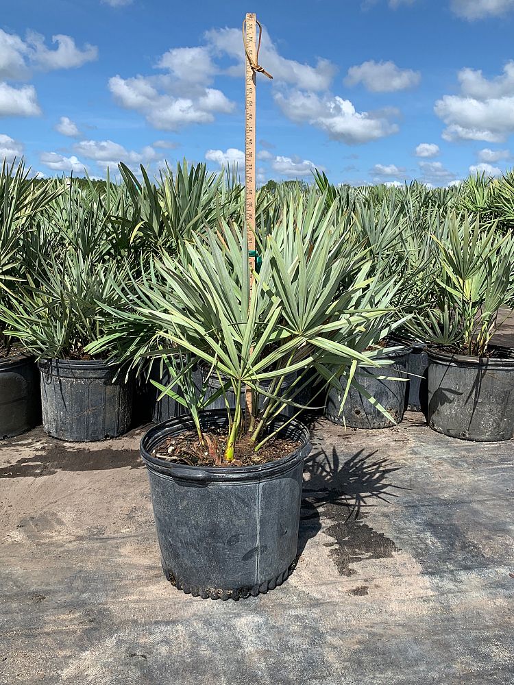 Silver Saw Palmetto (Serenoa Repens 'Cinerea') - Imported