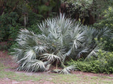 Silver Saw Palmetto (Serenoa Repens 'Cinerea') - Imported