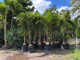 Spindle Palm (Hyophorbe Verschaffeltii) - Imported