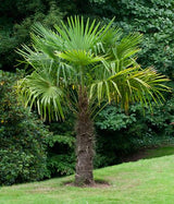 Windmill Palm (Trachycarpus Fortunei) - Imported